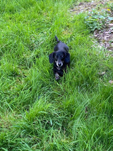 Dolly
